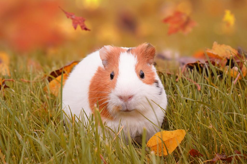 一只可爱的豚鼠坐在落叶的草地上