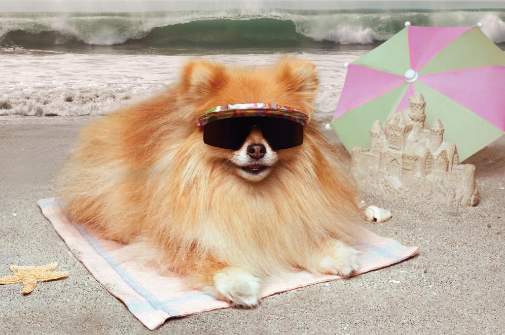 在海滩上晒日光浴的眼镜的滑稽的斯皮茨