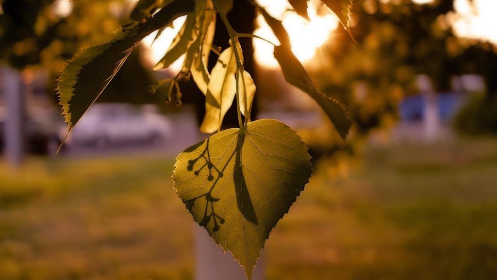 椴树的叶子被太阳照亮
