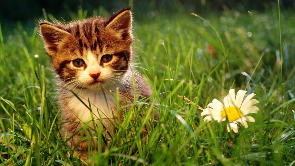 小猫和一个大雏菊