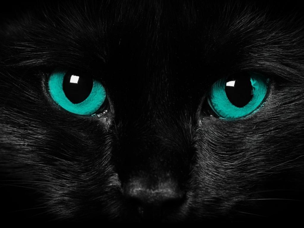 黑猫的样子