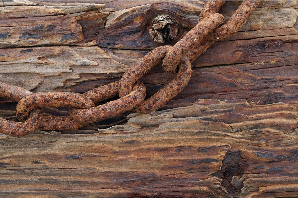 在一棵老树的生锈的链子