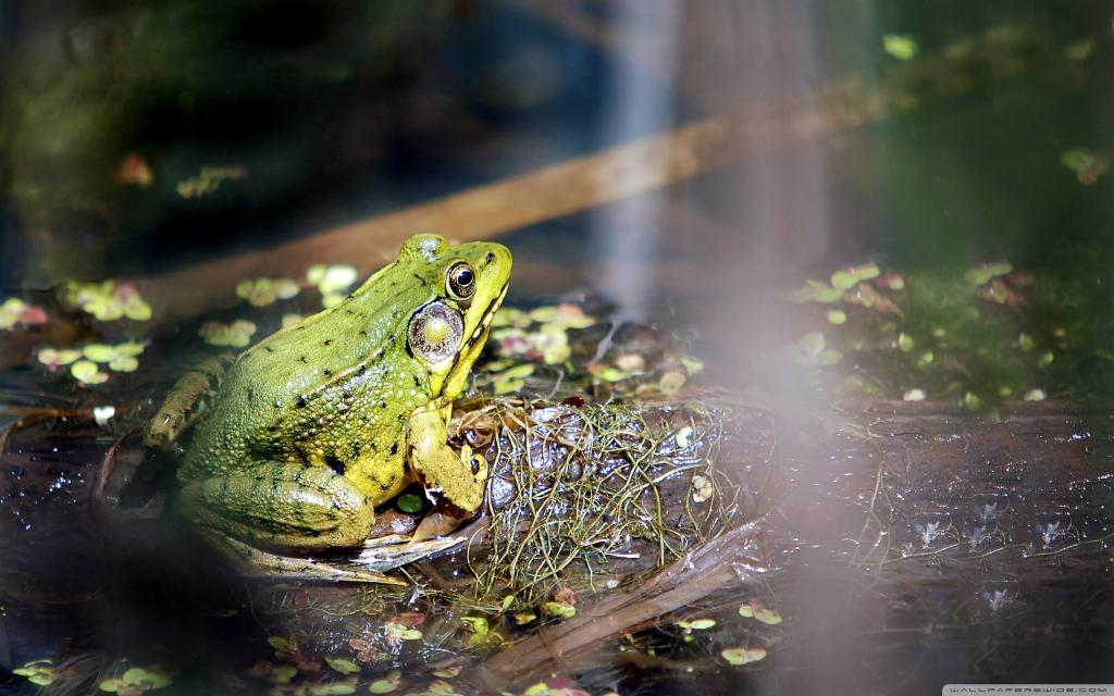 在沼泽里的青蛙