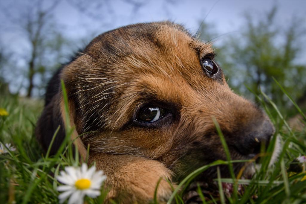 一只带着悲伤面孔的小狗躺在绿草地上
