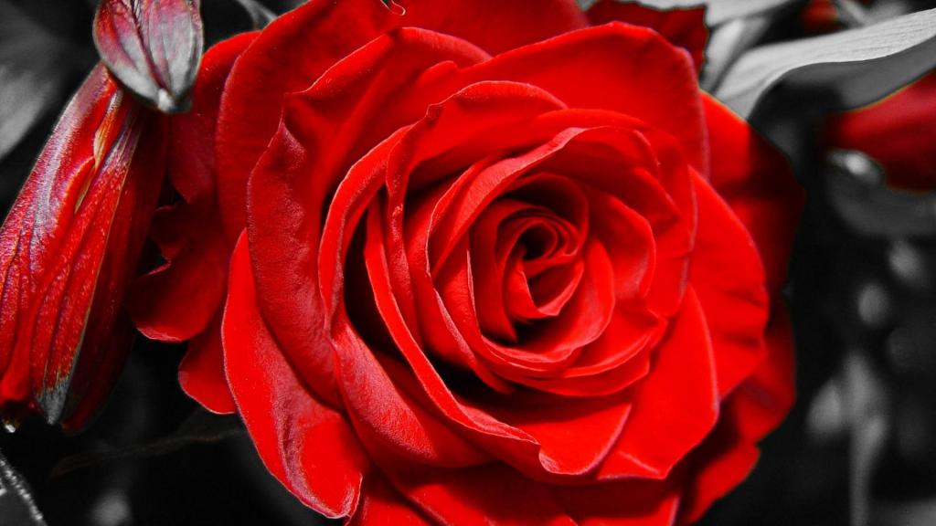 3月8日，黑色和白色背景上的红玫瑰