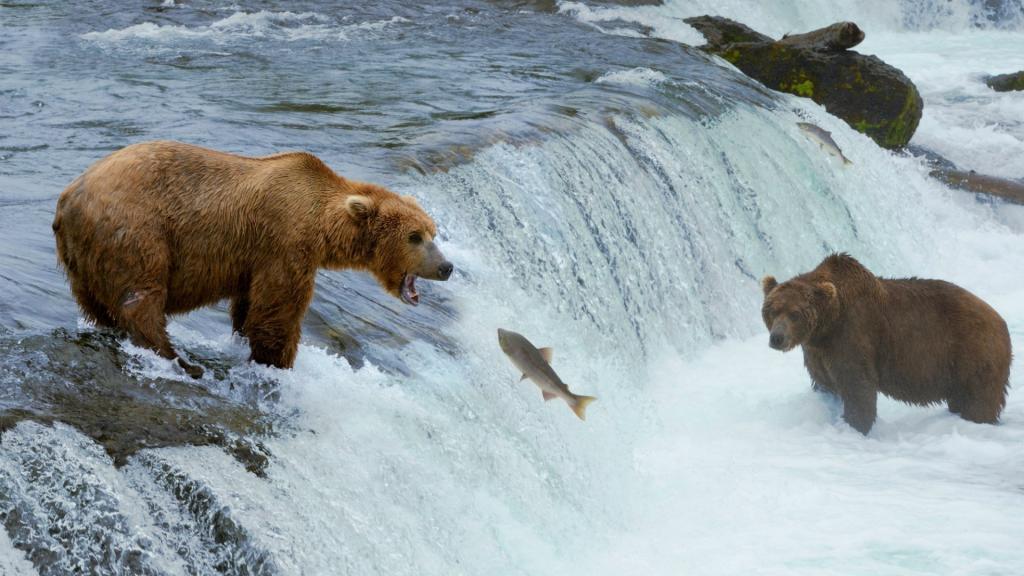 熊捕捉将要产卵的鱼
