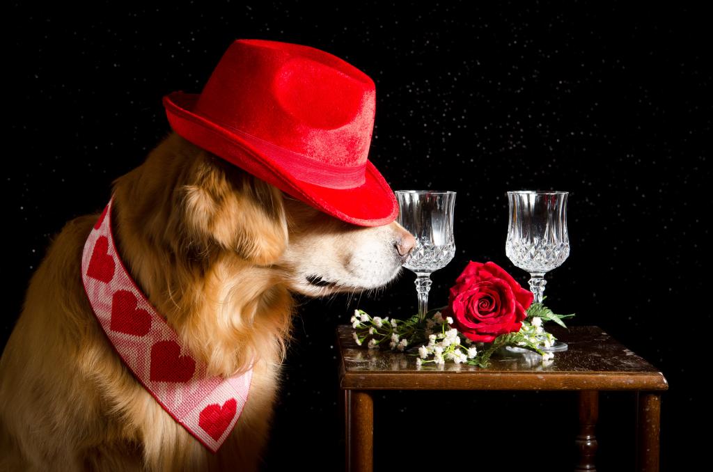 红色的帽子，在桌子上的金毛猎犬