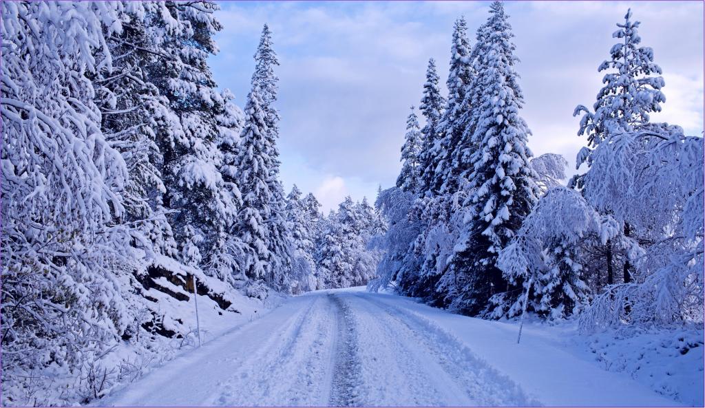 在树中的积雪覆盖的道路