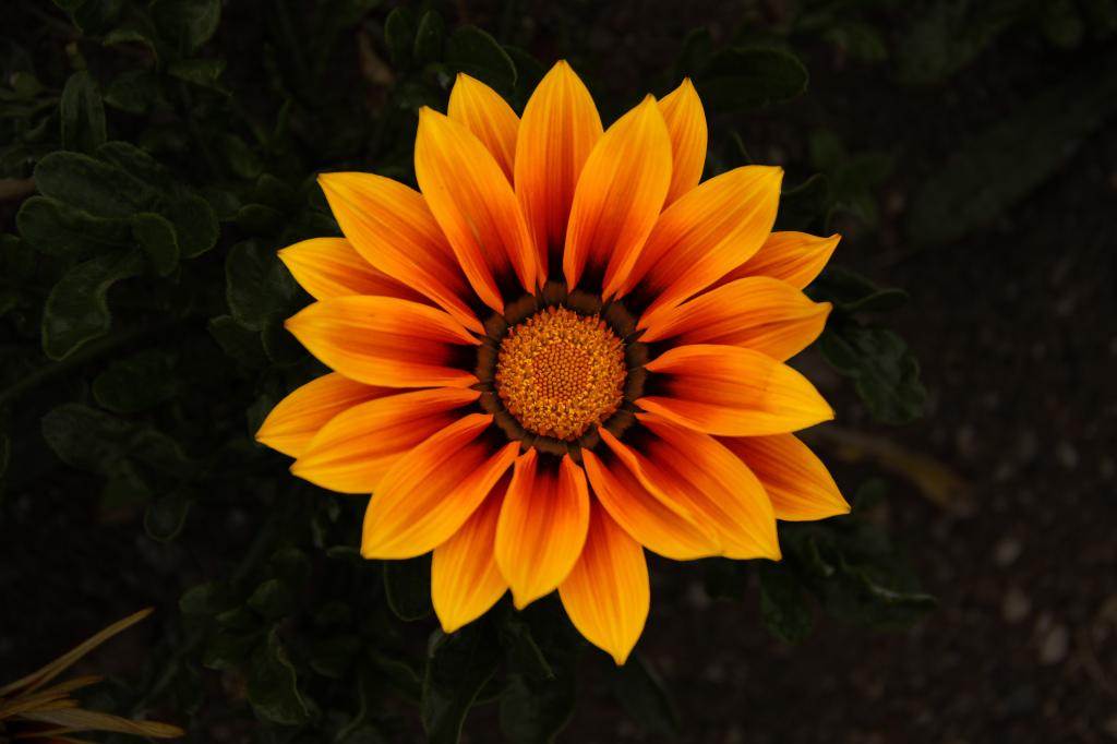 美丽的橙色花杂色菊