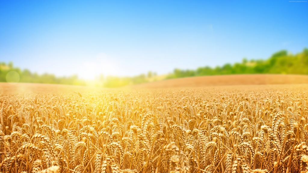 在明亮的太阳的光芒的金黄麦子的领域