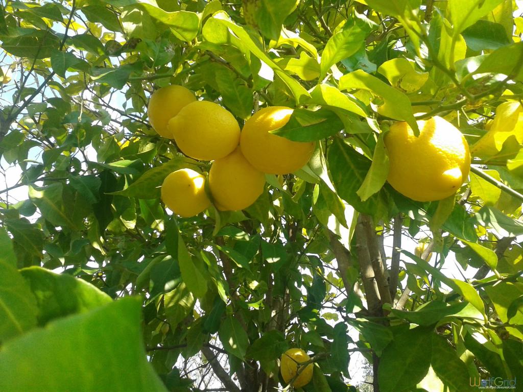 成熟的柠檬在树枝上
