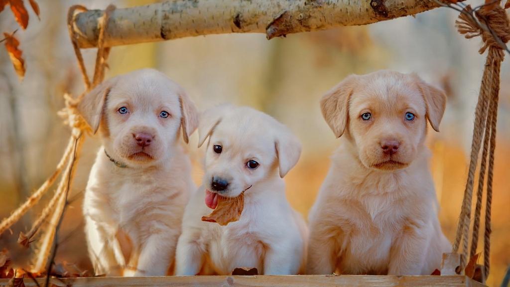 三只有趣的小狗，金色的猎犬，蓝色的眼睛