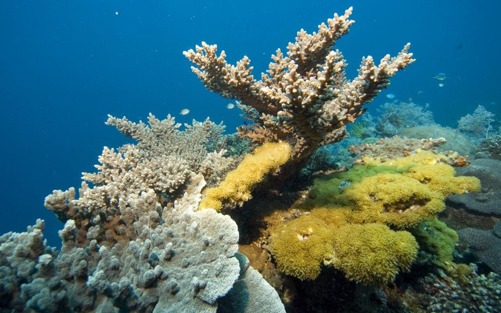 红海的珊瑚