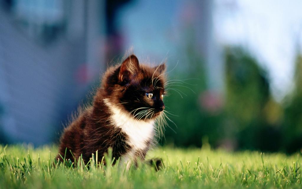 一只白色的乳房在草地上的小蓬松黑猫