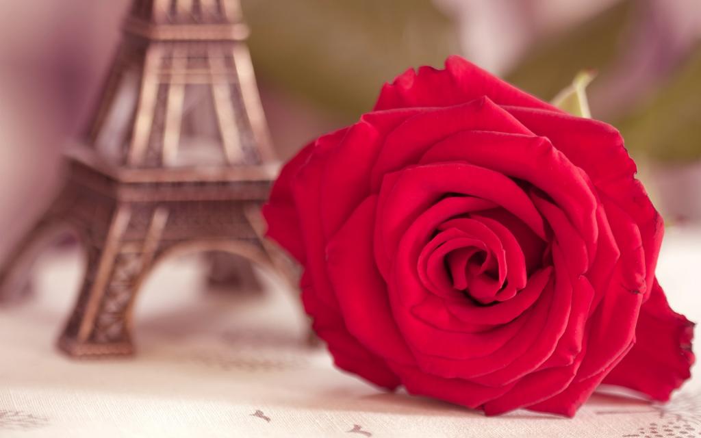 红玫瑰，艾菲尔铁塔，宏，模糊