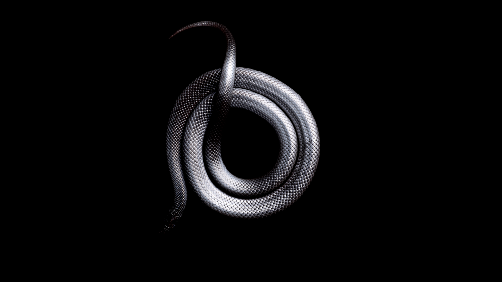 灰色蛇卷曲在黑色背景上的一枚戒指