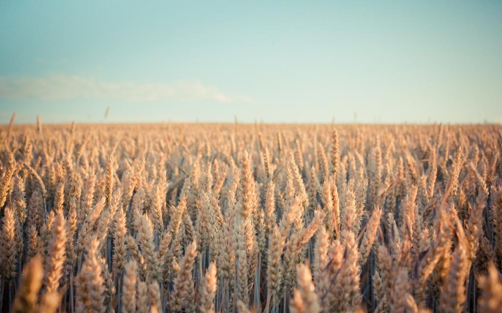 成熟的小麦无尽的领域