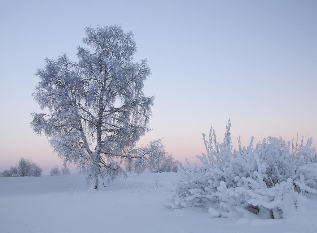 树在冬天黎明