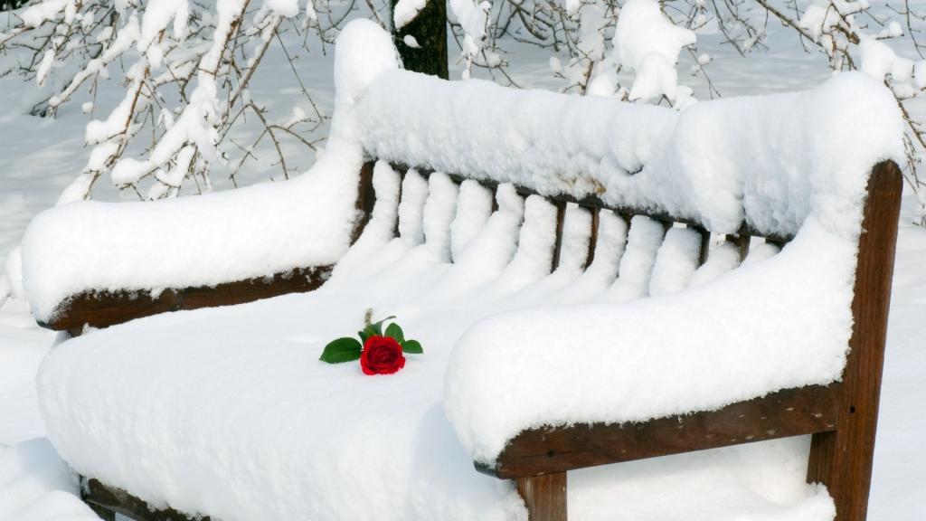玫瑰在积雪的长凳上