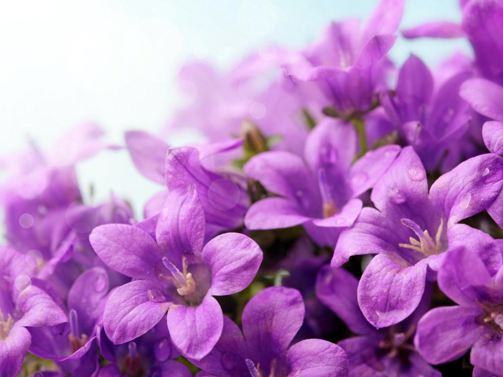 紫罗兰色的花铃特写