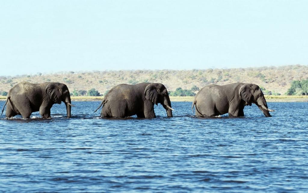大象在水中