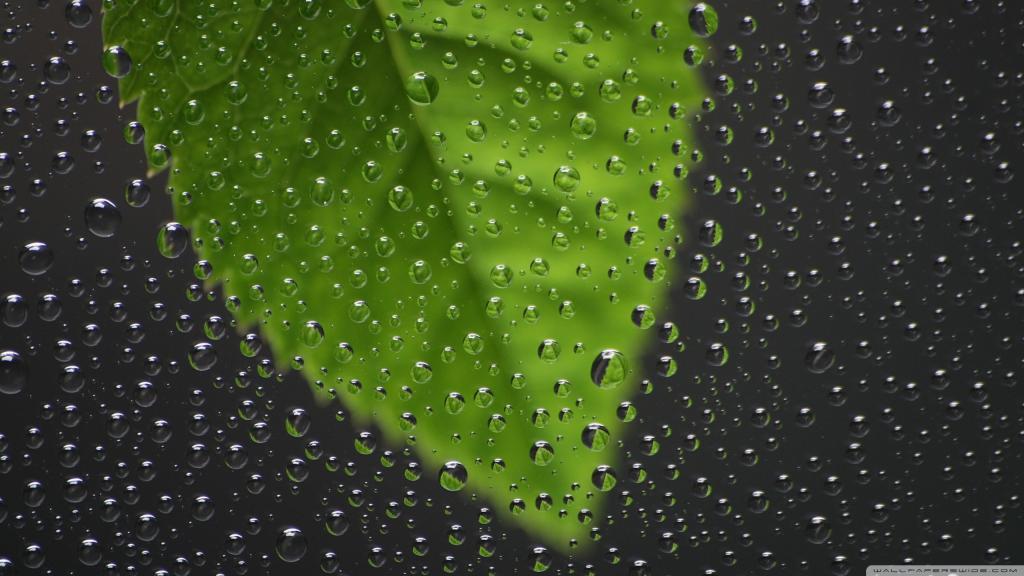 水滴在绿叶前面