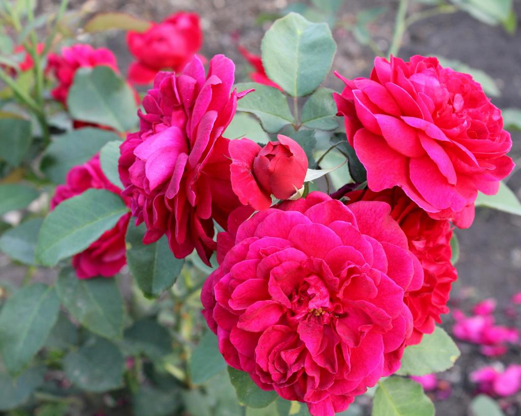 美丽的玫瑰布什在花园里