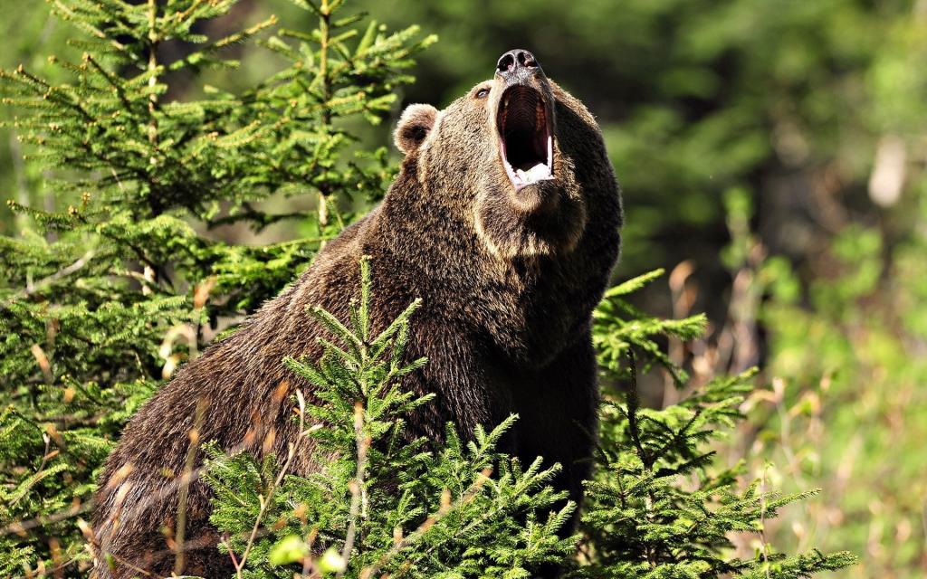 熊打开了嘴