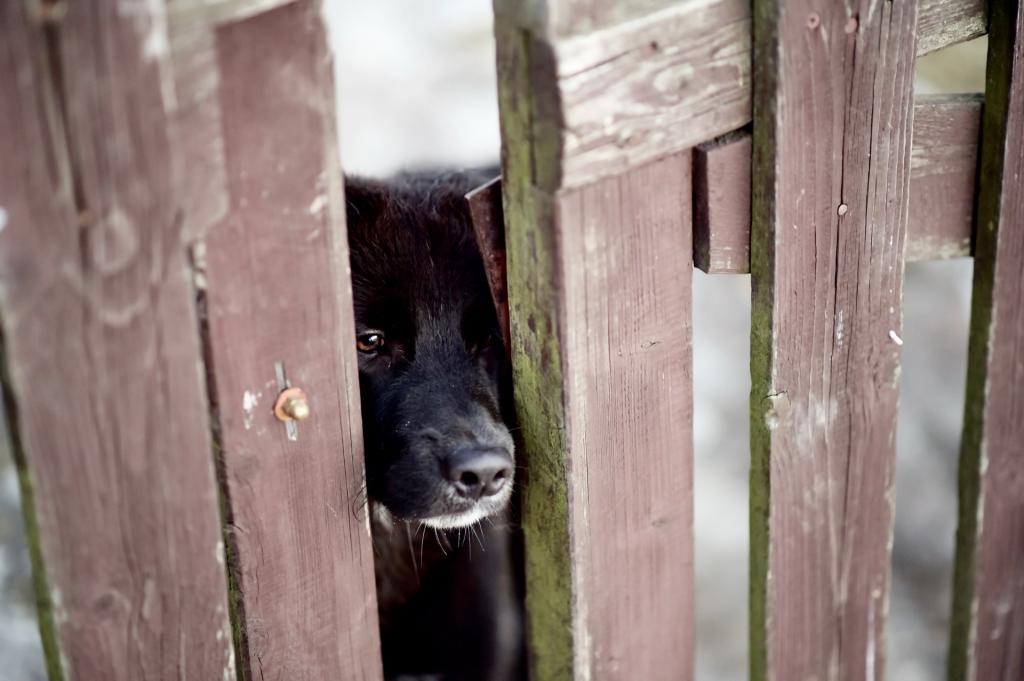 一只好奇的黑狗同行进入围栏的缝隙