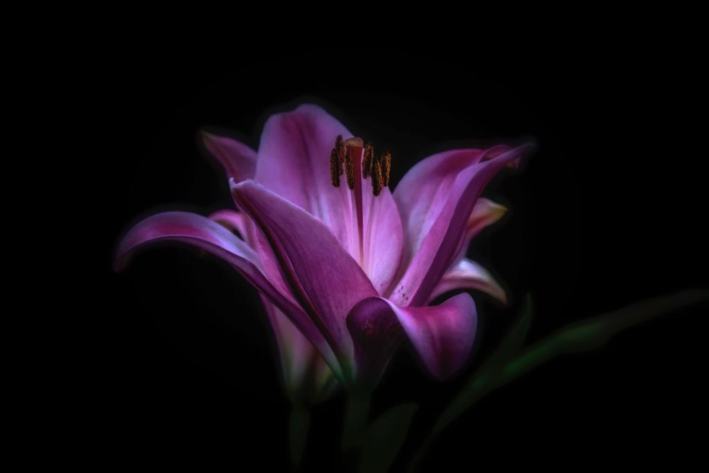 在黑色背景上的紫色百合花