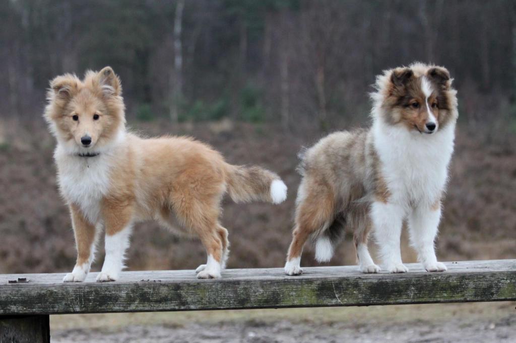 Sheltie品种两只小狗在一个长木凳的