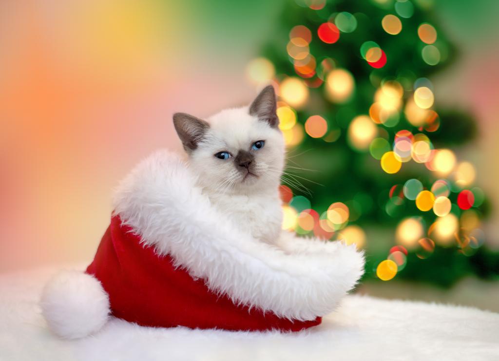 一只小猫坐在新年的圣诞老人帽子里