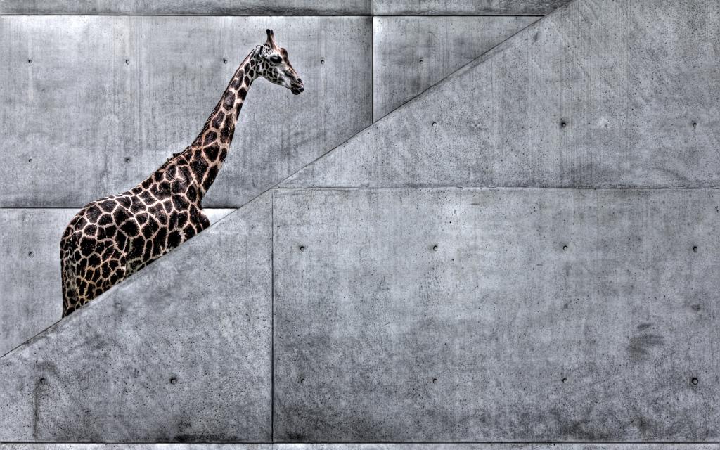 在楼梯上的长颈鹿