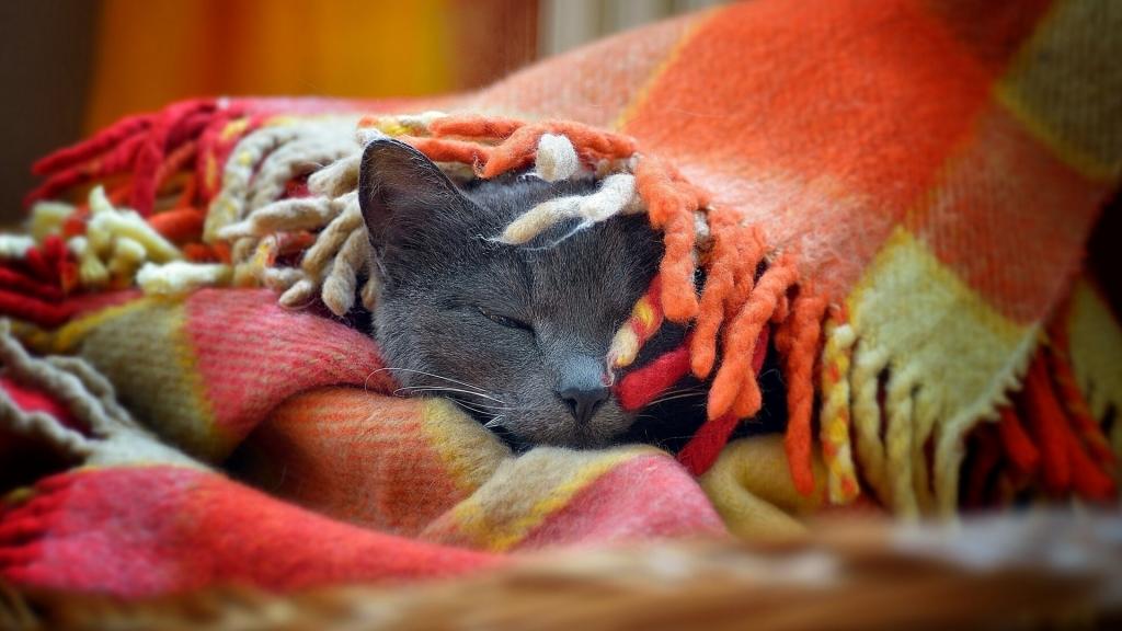 灰猫在地毯下睡觉