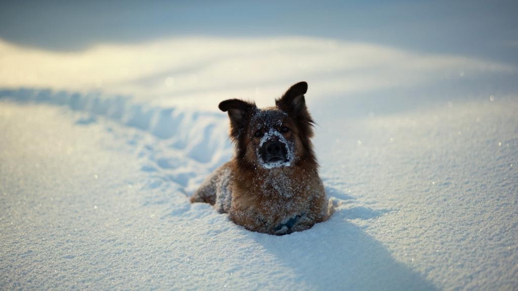 这只狗钻进了胸前的雪里