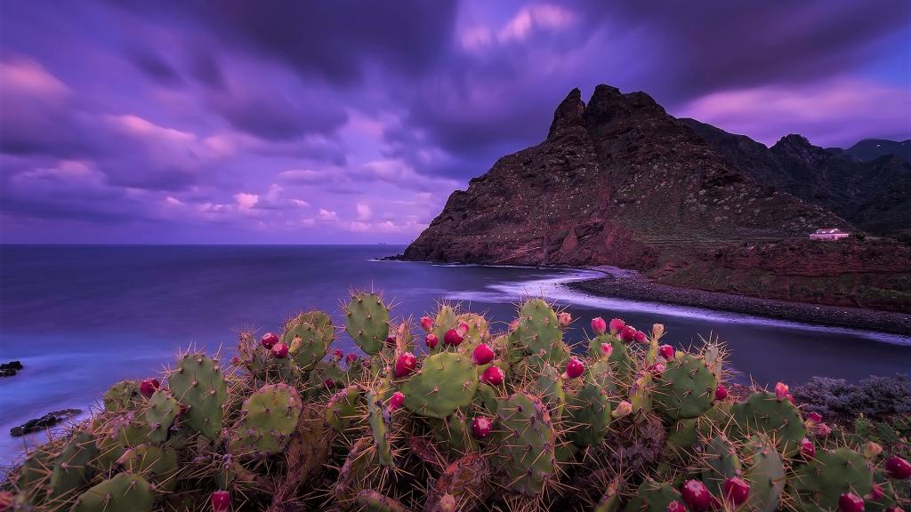 在一个美丽的紫色天空背景的海岸的仙人掌
