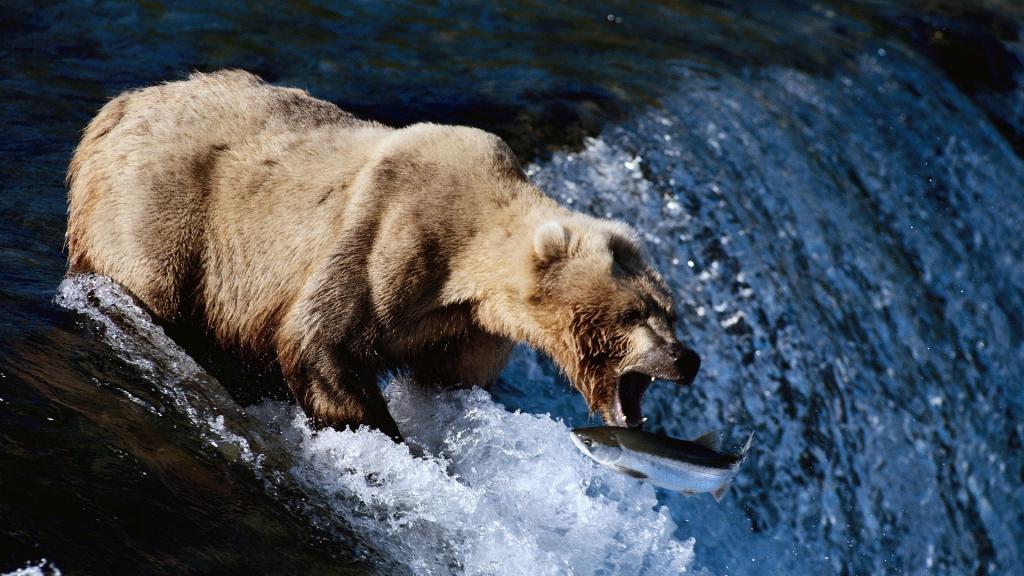 熊抓住了鱼的嘴巴