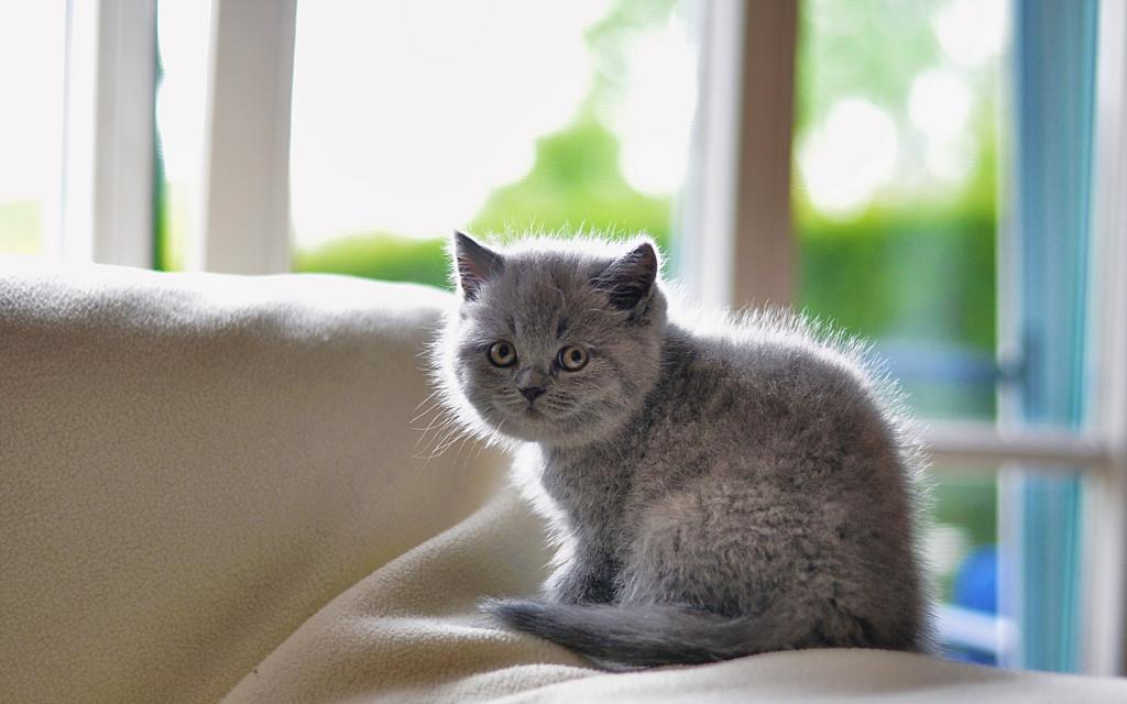 灰色的小受惊的猫