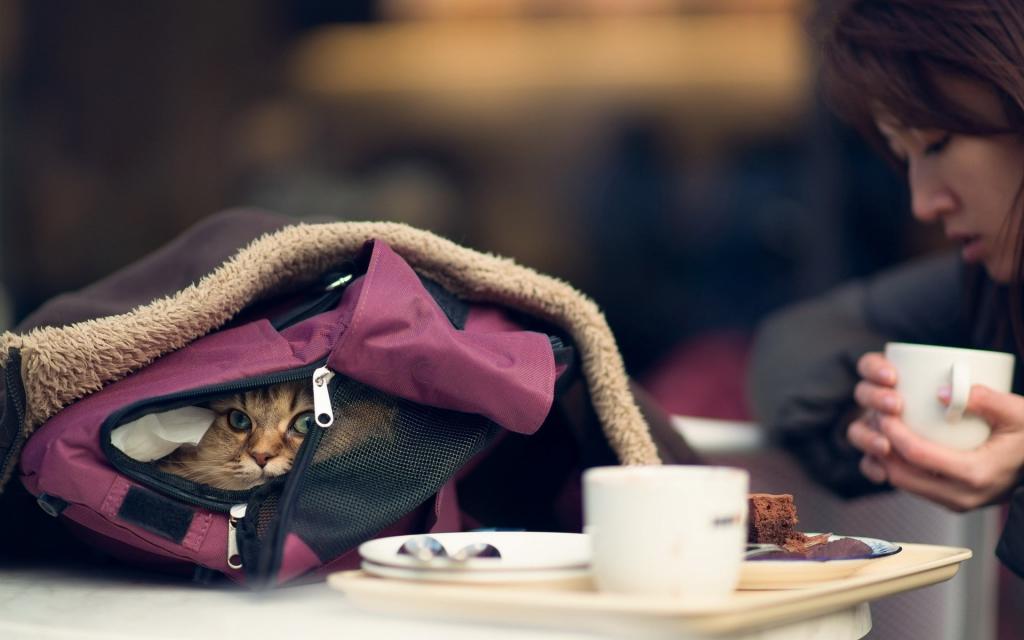 猫躲在女孩的背包里