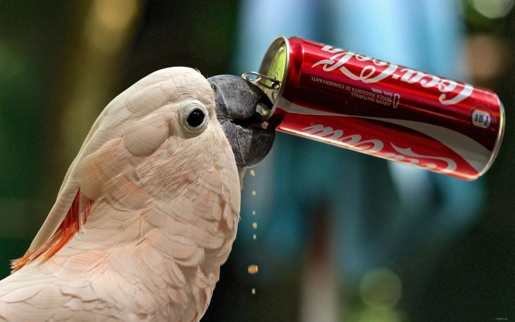 一只鹦鹉喝苏打水