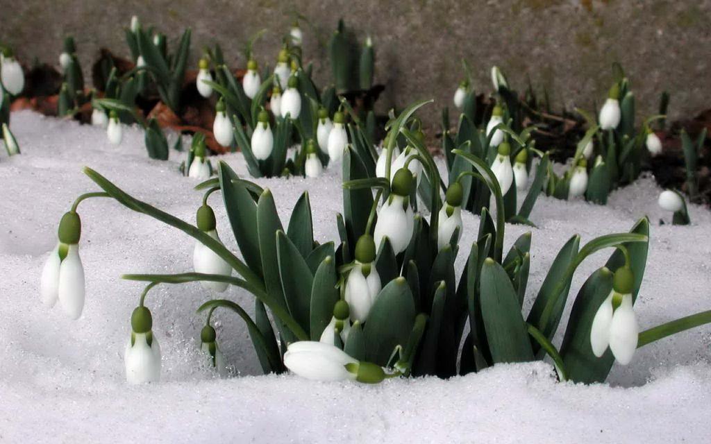 报春花在春天的融化的雪下开花