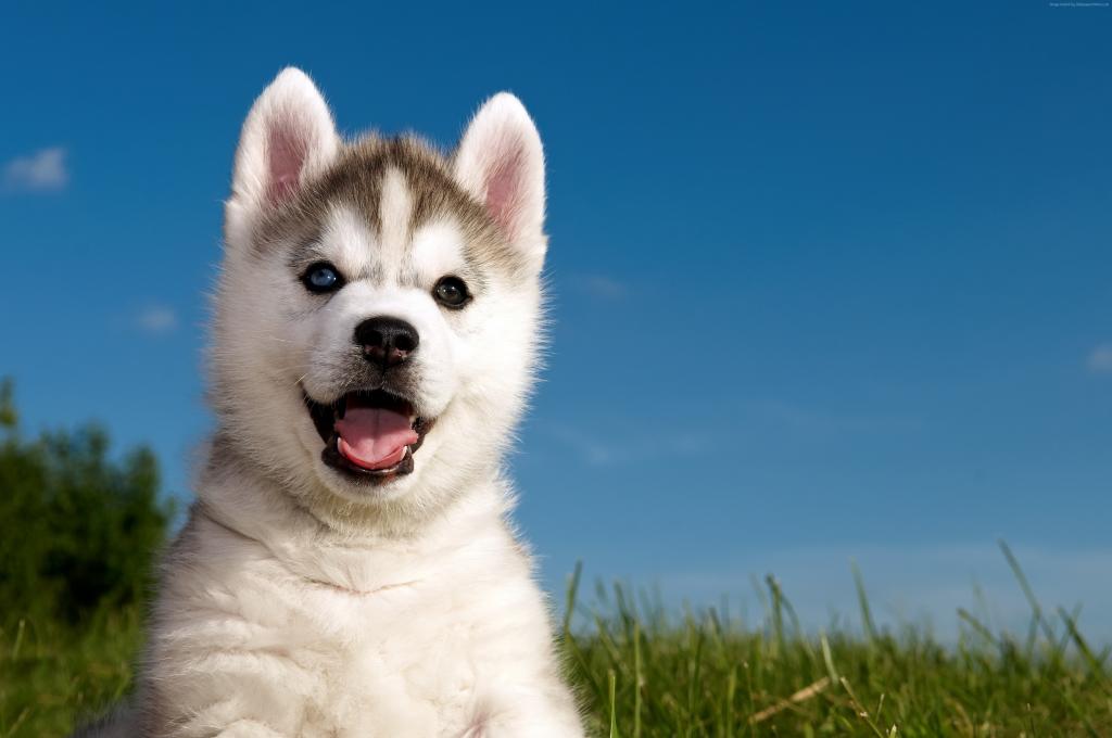 小狗哈士奇用不同的眼睛，对蓝蓝的天空