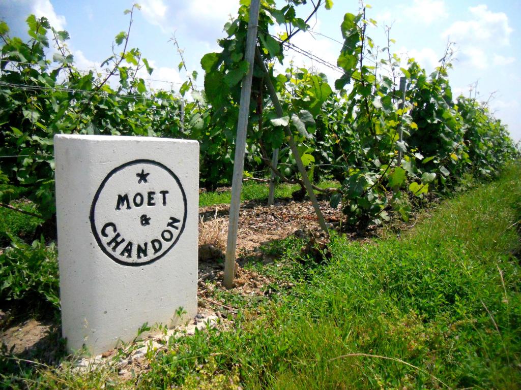 葡萄品种在法国香槟省的一块石头上