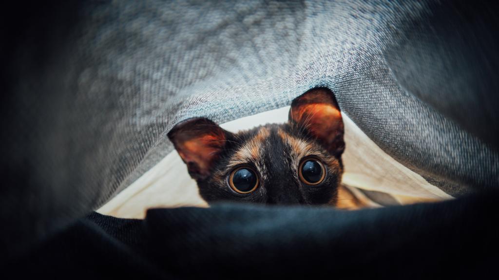 在毯子下面的大眼睛的好奇猫