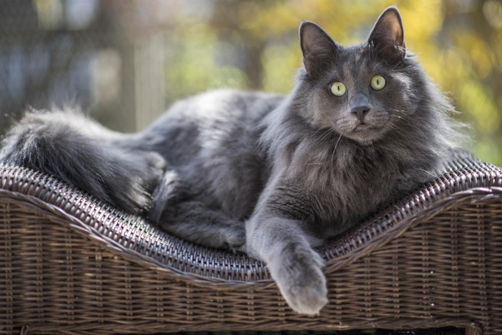 一只大绿眼睛的灰猫躺在椅子的后面