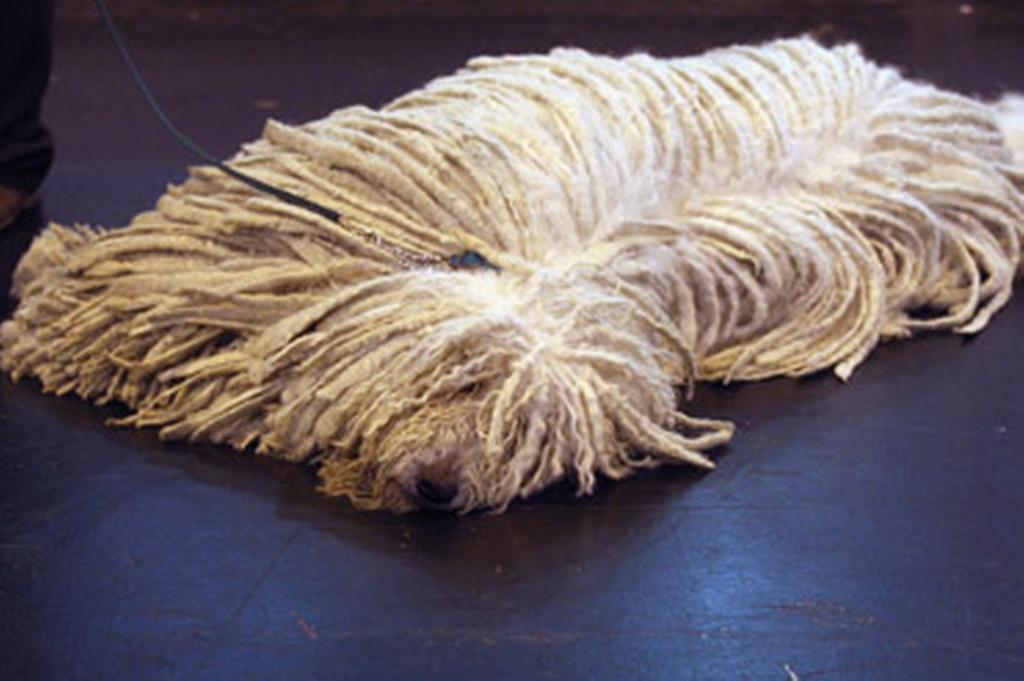 Komondor狗躺在地板上