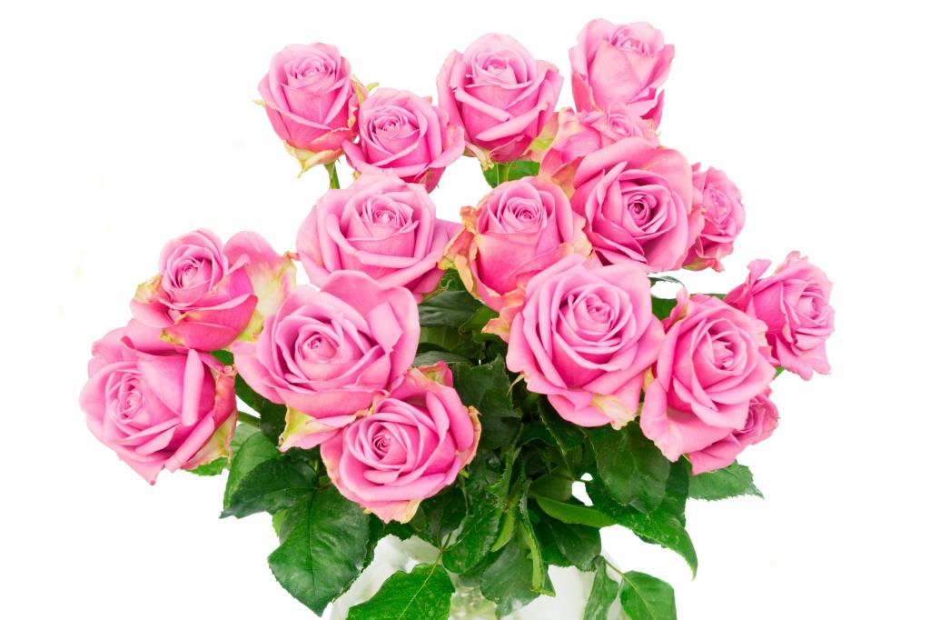 美丽的大花束粉色玫瑰在白色背景上