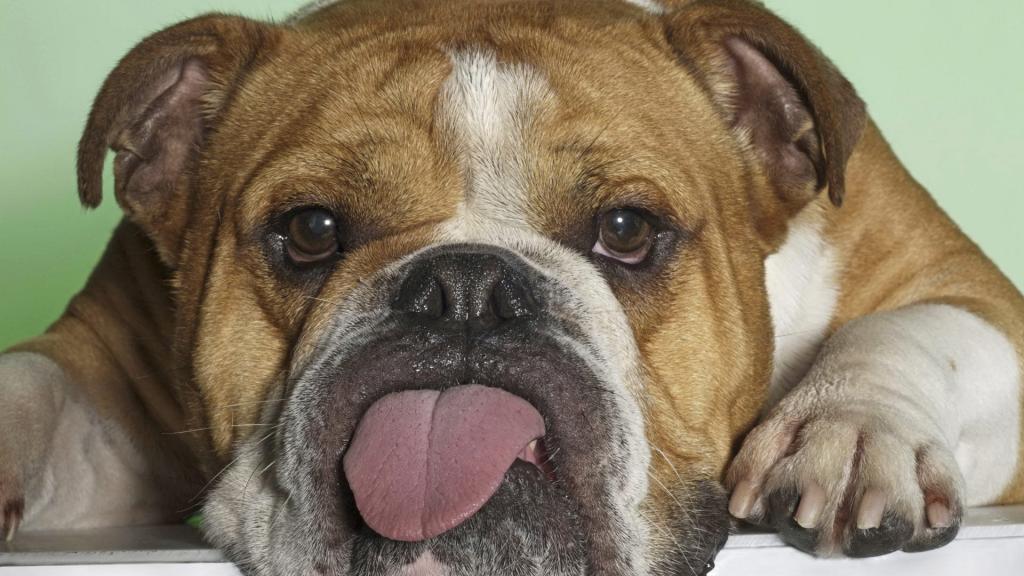 英国牛头犬显示舌头