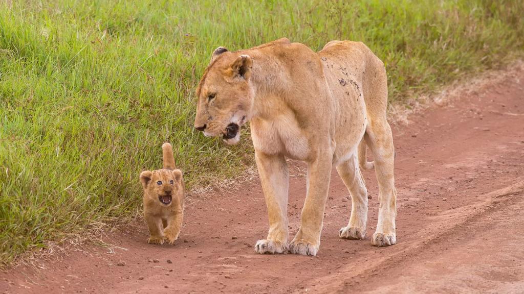 一头狮子和我妈妈一起走在路上