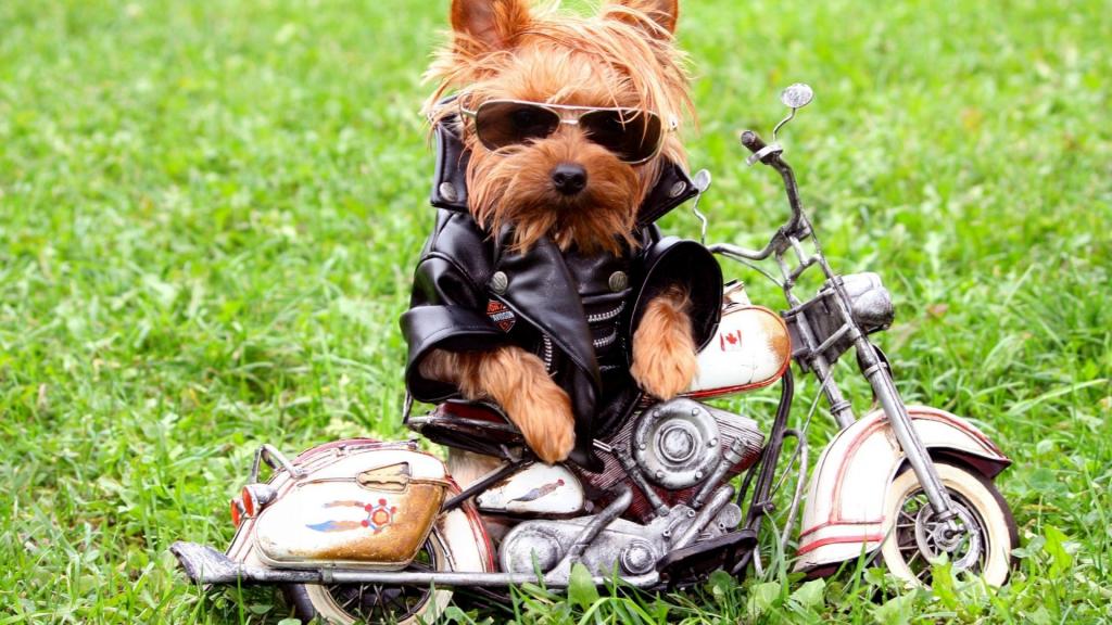 陡峭的摩托车赛车手的狗